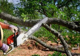 Trusted Dover, DE Tree Services Experts