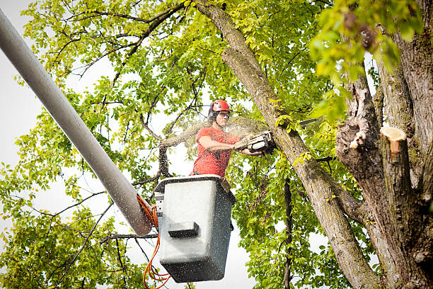 Why Choose Our Tree Removal Services in Dover, DE?